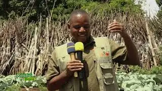 #TBC: KESHO BORA KILIMO CHA KABICHI - KILIMANJARO