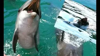 Riding Whales and Feeding Dolphins in Taiji, Japan