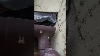 #crawling #wasp nest by The Exterminator Pest Control #linkinpark