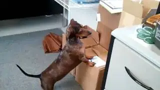 Dachshund super smart dog amazes your mind.