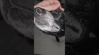 Роуз Петал тоже получает свою порцию внимания! #rosepetal #ytshorts #dogvideos (27.01.2026)