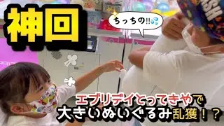 【神回】エブリデイとってきやで大きいぬいぐるみを次々にGET！？ヘタッピなお兄ちゃんがまさかの神回の予感！？