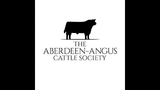 Aberdeen-Angus Judging (class 2 Bulls onwards) Sunday 19th October’25