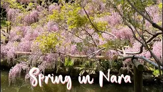Finding WISTERIA in Nara 💜 + Kasuga Taisha