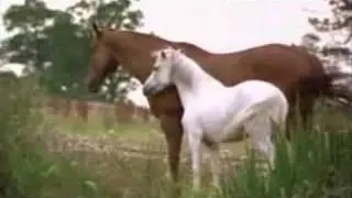 07. BLACK BEAUTY - THE DANCE/BYE MERRYLEGS (1994 SOUNDTRACK)