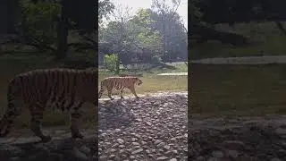 Ek Tha Tiger🐅
