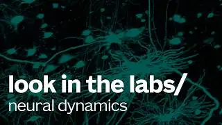 Look in the labs | Neural Dynamics