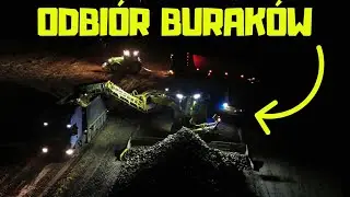 Ogromne buraki cukrowe! Odbiór prosto z pola 🚜