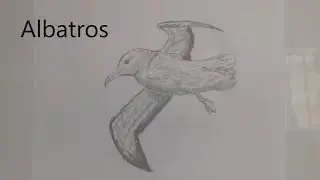 como dibujar un Albatros