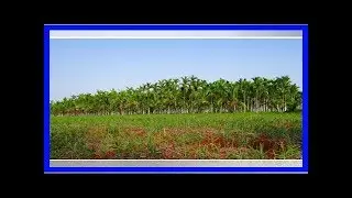 RSPO: Das steckt hinter der Zertifizierung f&uuml;r Palm&ouml;l