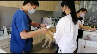 Adopt Mary&rsquo;s Doggies - Gia Vet Checkup