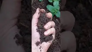 Minhocas em vasos #minhoca #humus #plantas