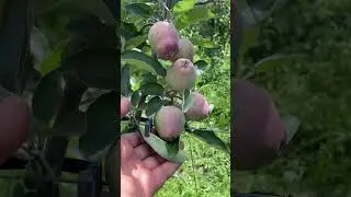 Red delicious apple🍎#trending #viral #trendingshorts #viralvideo #viralshorts #memamestar #kashmiri