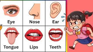 Body parts names song | learn parts of body | learning body parts for toddlers song | english rhymes