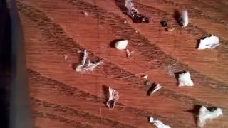 Have You Seen These? Part2 - Morgellons