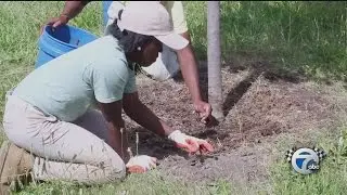 World Environment Day