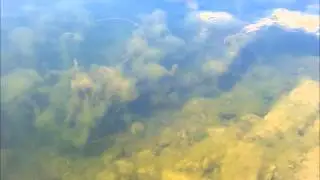 Bass in Axehead Lake