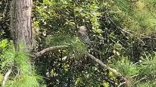 Red Shouldered Hawk Flies from Pine Tree Limb Along Fence with Cypress Trees at Shane Kelly Park! 