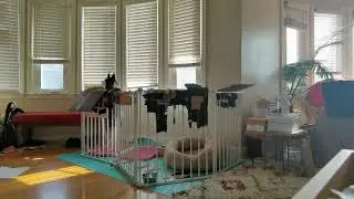 Nova the Panda Pomsky Howling (part 1)