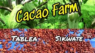 Kennemer Cacao Farm | Trip to Managok