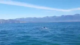 Semi-resident Sperm Whale - Tutu