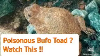 How to Get Rid of Toads - Poisonous Cane and Bufo Toads in Your Home? Watch This!