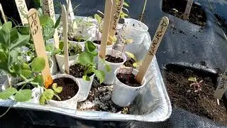 Urban Garden Tour