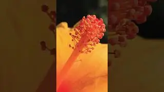 Heart-Touching Quran Recitation | A Verse That Brings Tranquility