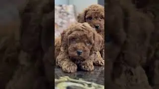 Bring Home a Bundle of Curls & Joy! 🐶 #PoodleForSale #dogsales #petshop