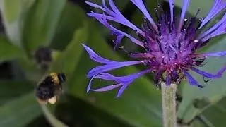 Bumblebee Collecting Pollen from Purple Perennial Cornflower, Ireland