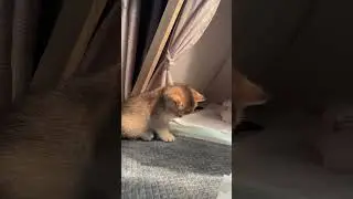 Kitten Falling Asleep While Standing