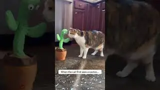 The Prickly First Encounter! 🐱🌵😳#Cat #CatLover #Animals #Short