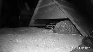 Sleep hedgehog sleep