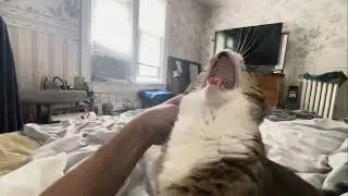 Relaxing VR Cat Nap    Free Cat Therapy