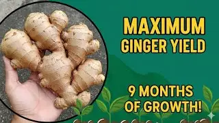 We got less ginger then we expected first time growing ginger in pot, ginger harvest growing 