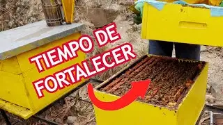 🚨La BASE para una BUENA MIELADA