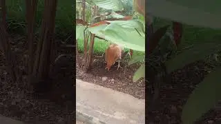 Pretty Mercy The  Hen Chill Scratching The Ground #homecare  #chicken #plants #satisfying