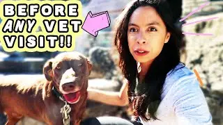 DON'T GO TO THE VET BEFORE WATCHING THIS 🙈 Tips for anxious and nervous dogs!!
