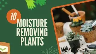 Top 10 plants that maintain humidity.