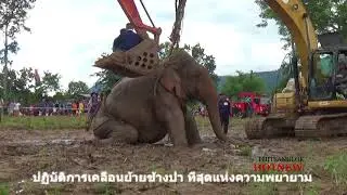 ช้าง201060