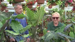 Rosie's summer tropicals