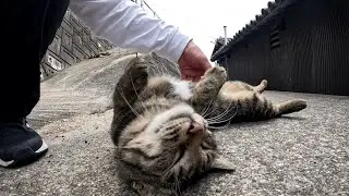男木島　変わり身の早過ぎるキジトラ猫が、身の安全を確信した途端態度を180度コロッと変えてゴロニャンと甘えてきた