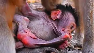 Very Adorable Wildlife 2026, Very Nice Baby Monkey Moments 2026