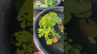 How to manage algae growth in water plants #youtubeshorts  #lotus  #shorts #algae