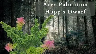 The Stunning beauty of Acer Palmatum Hupp&rsquo;s Dwarf Japanese Maple