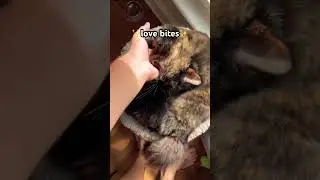 So affectionate #cats #cat #funny #catvideos #cute #catmeme #kitten #cutecat #kitty #cuteanimal #aww