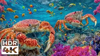 Удивительное морское приключение в формате 4K 🐳 Исследуйте морских обитателей в потрясающем аквариу