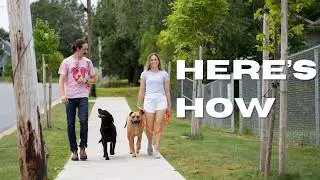 Dog Trainer: The EASY WAY to get more clients