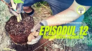 Cum să plantezi corespunzător TUTORIAL - VLOG Plante ornamentale ep12
