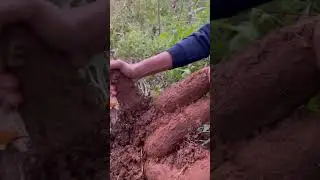 Harvesting Cassava #nature #harvest #asmr #video #fypシ  #viral #provincelife